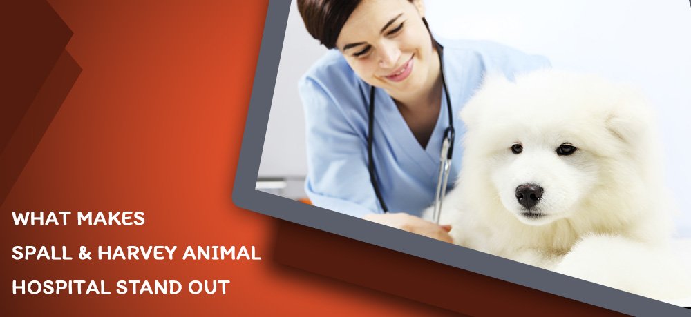 Read more on WHAT MAKES SPALL & HARVEY ANIMAL HOSPITAL STAND OUT