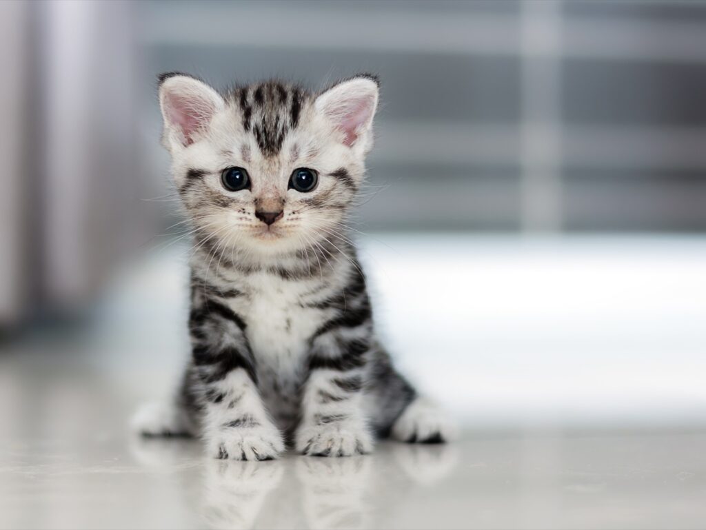 Read more on Everything You Need to Do Before Your New Cat Comes Home