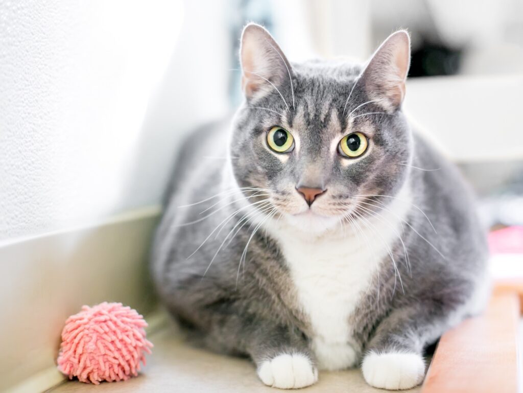 Read more on Warning Signs Your Cat Is Obese and What You Need to Do Next