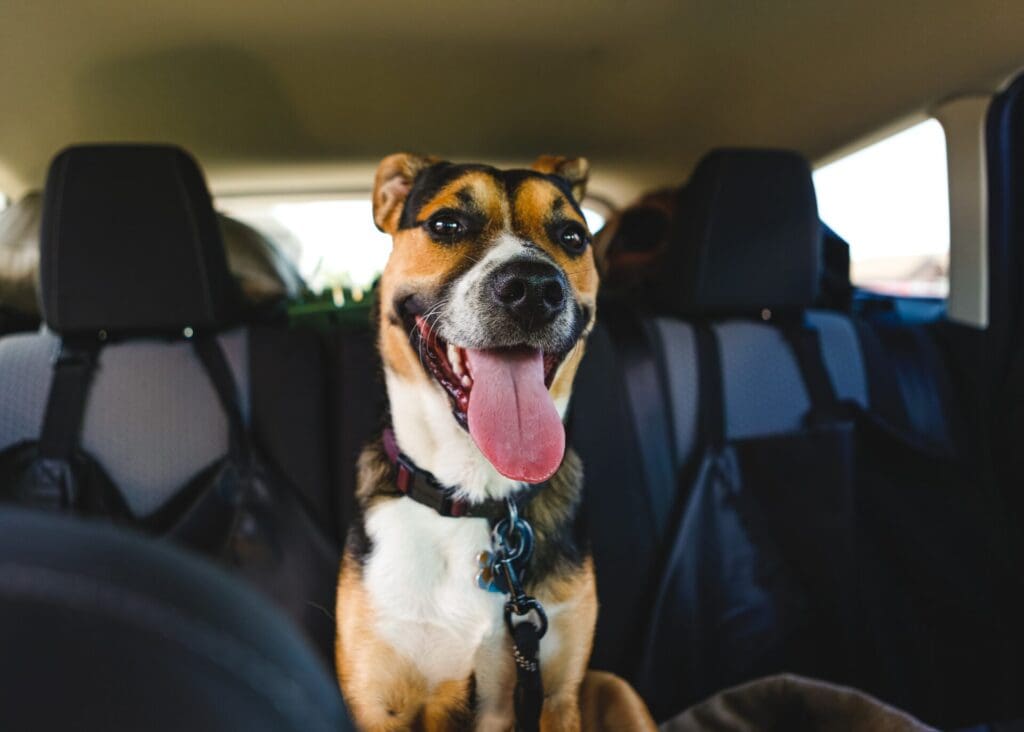 Read more on Road Trips With Dogs and Cats: Safe Car Travel Tips From a Kelowna Veterinarian