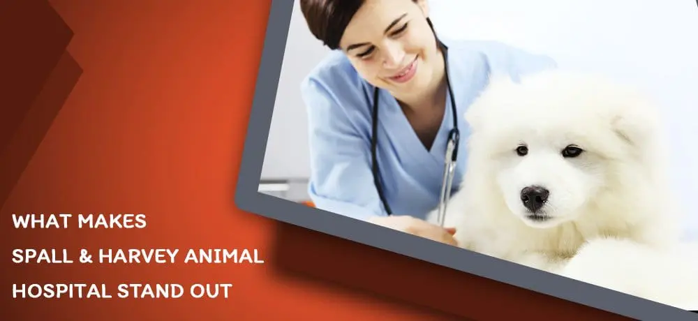 what makes spall and harvey animal hospital stand out