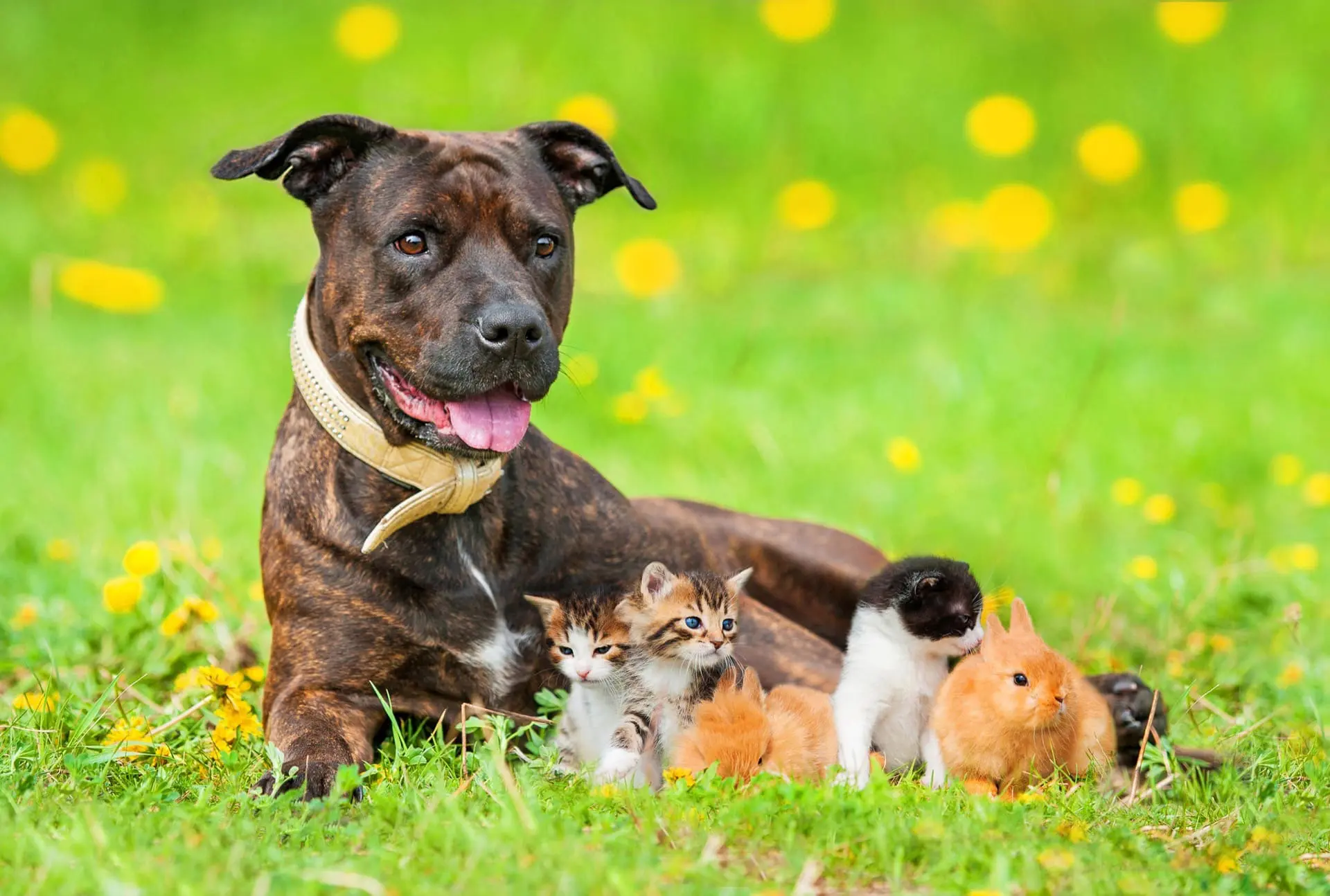 Spayed and netuered dog, kittens, and bunnies