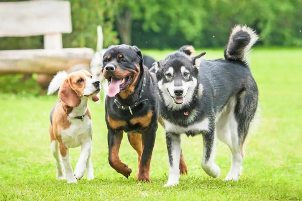Neutered male dogs
