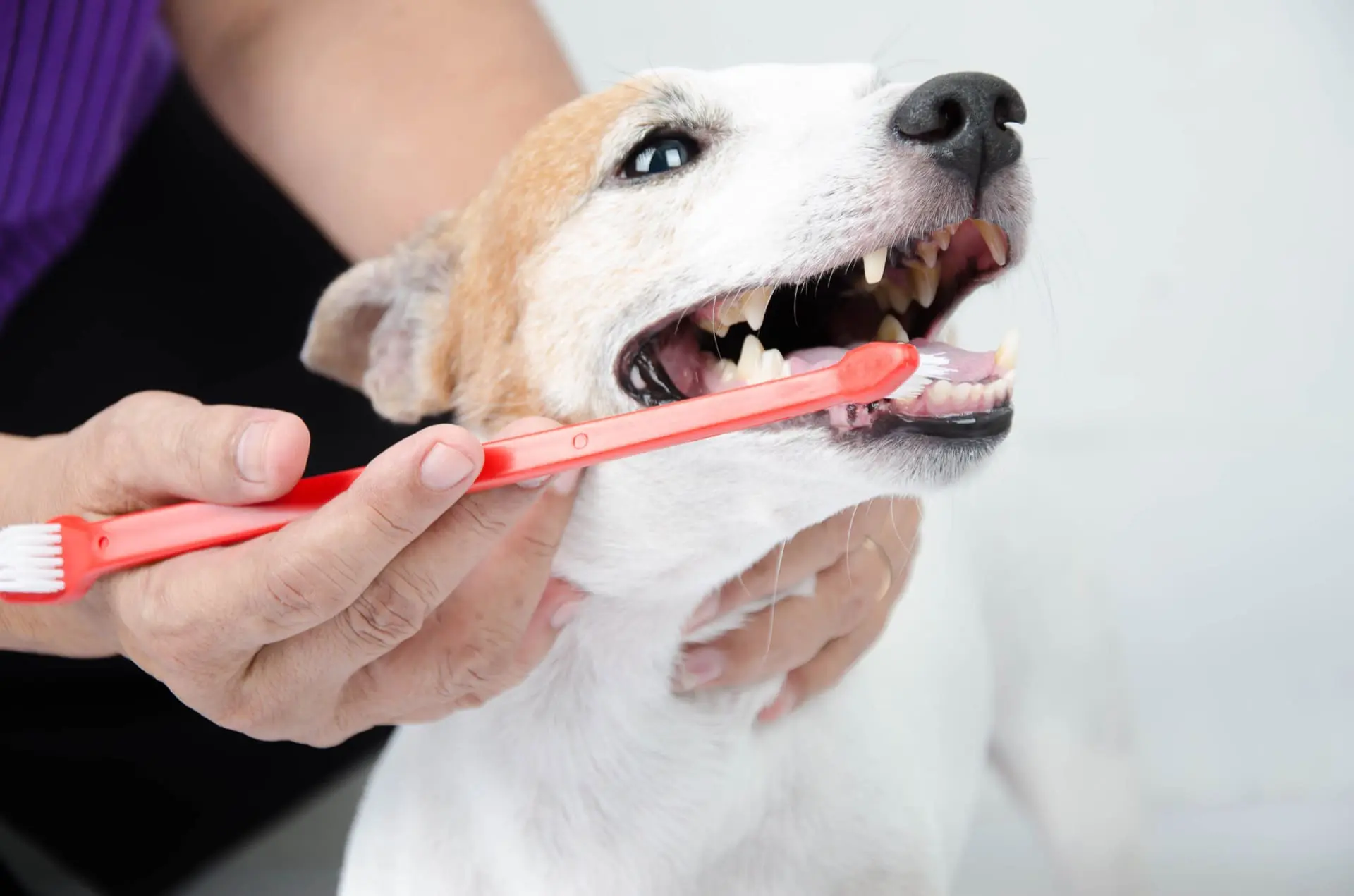 Vet performing animal dentistry on dog