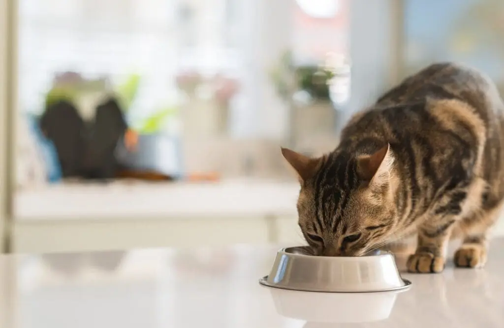 Healthy cat eating after getting animal dentistry done
