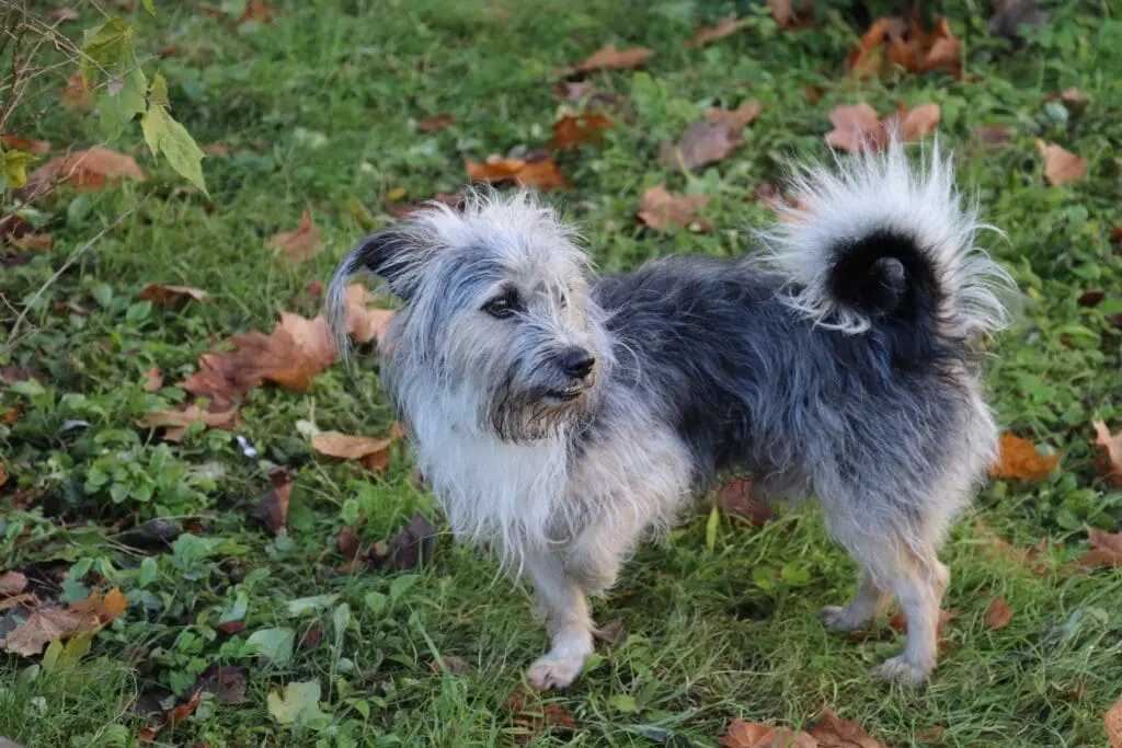 Dog suffering from limp that needs to be taken to an emergency pet hospital
