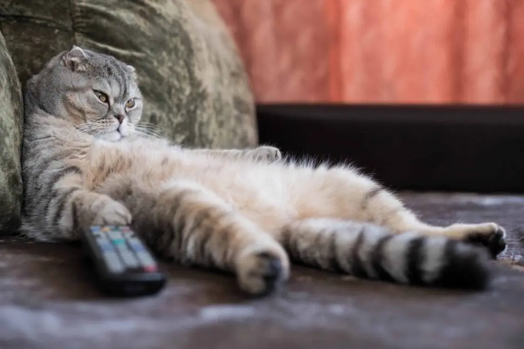 Fat cat sitting on a couch