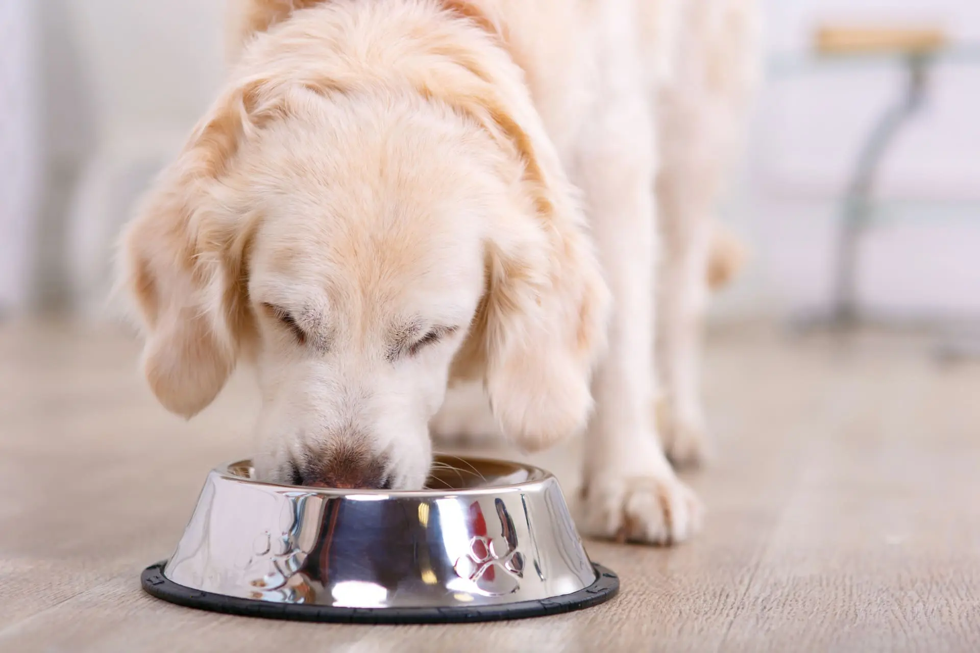 Dog eating from bowl
