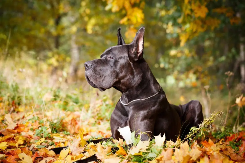 Great Dane with dog tumour