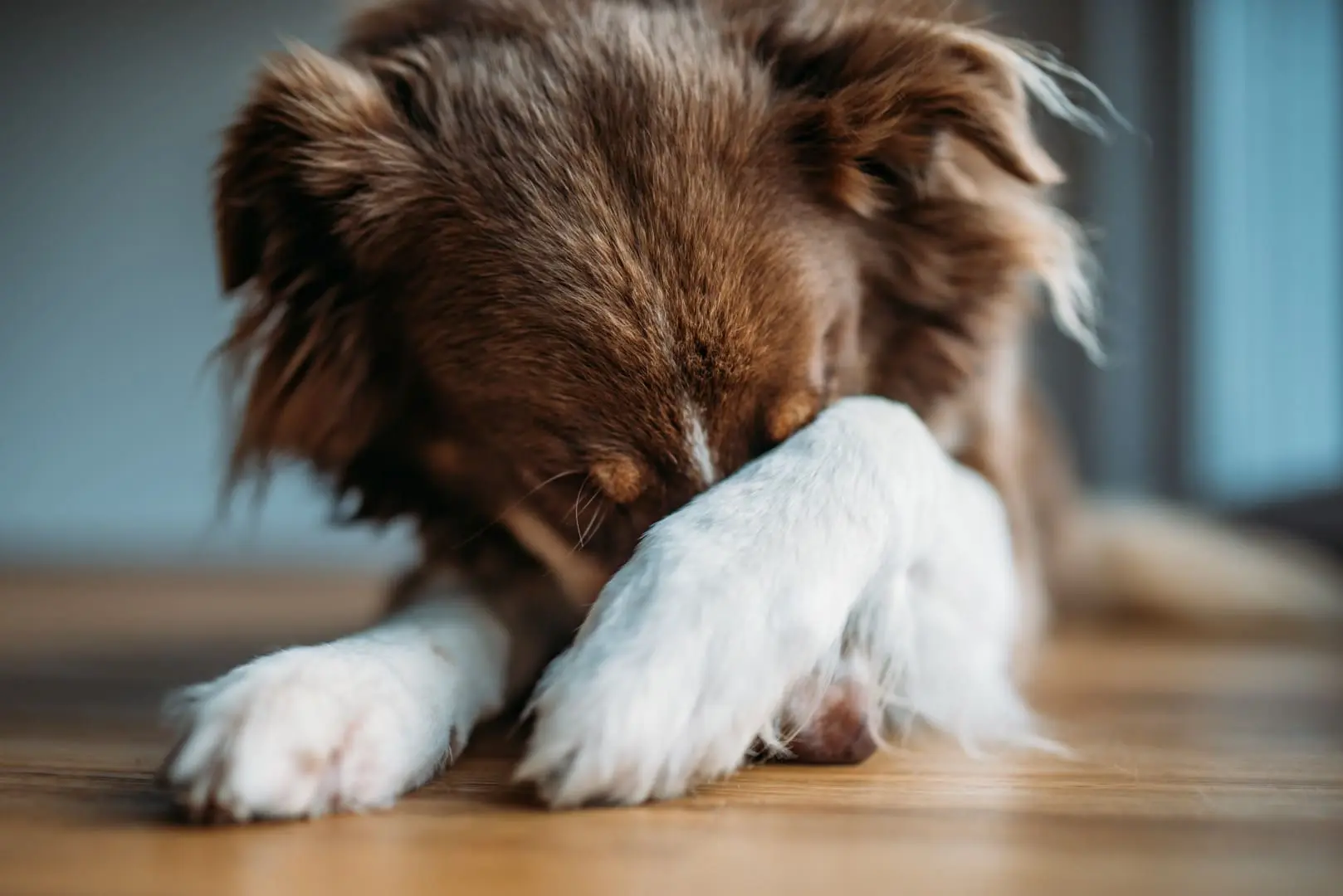 Dog hiding under paw
