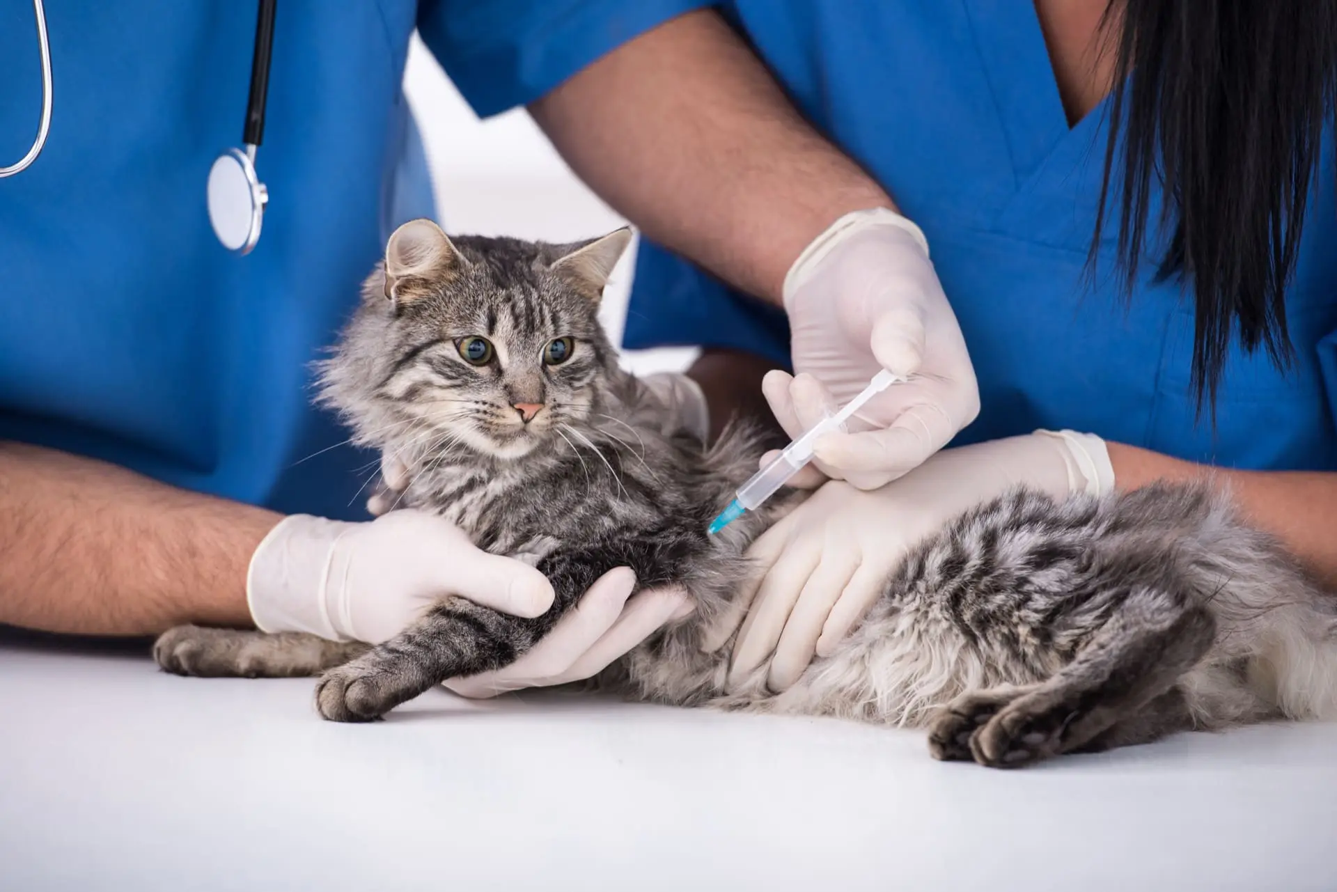 Cat getting vaccinated by veterinarians