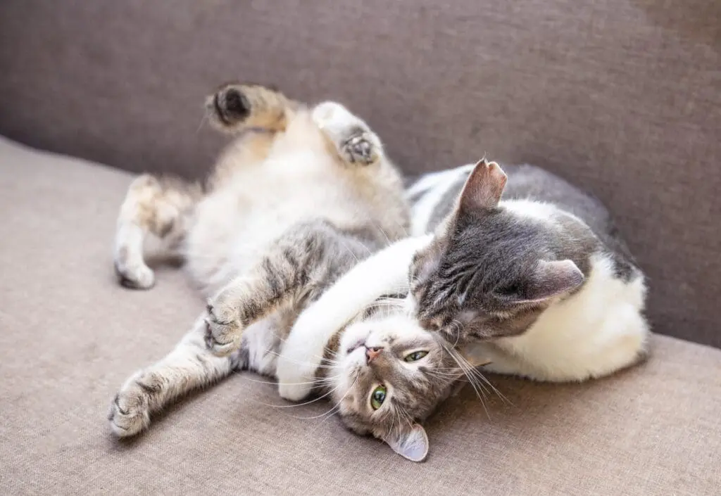 Two vaccinated cats playing