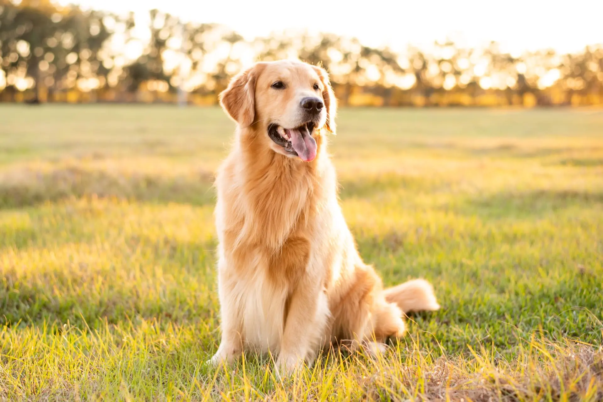 Golden retriever with dog cancer