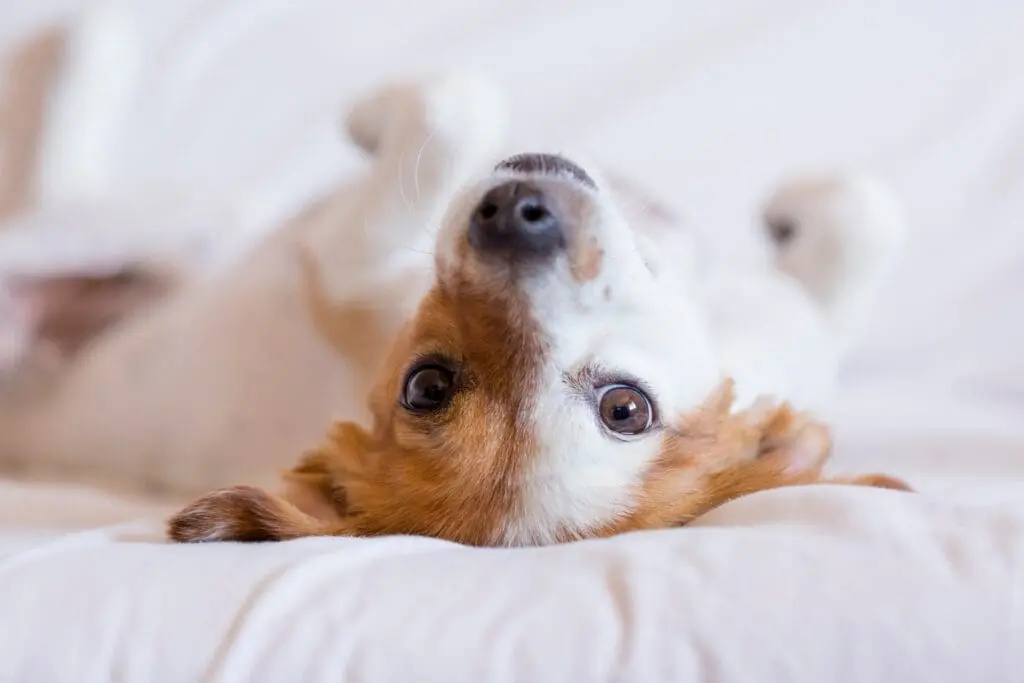 Happy dog on back wagging tail