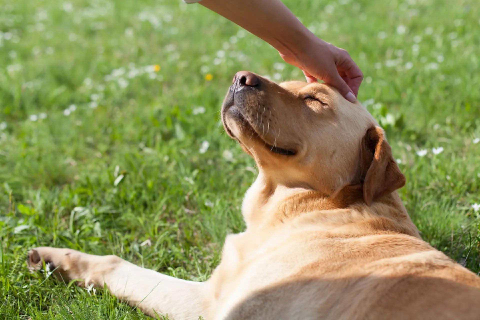 Happy dog wagging tail