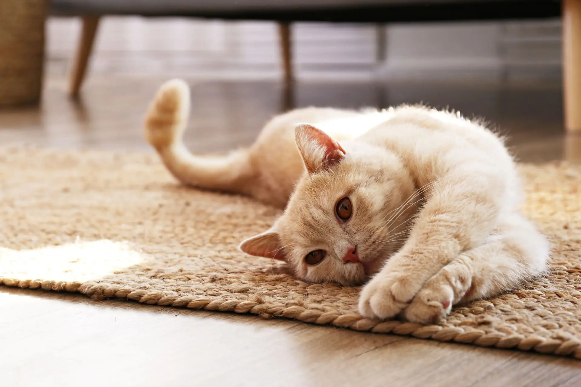 Cat having cat heart isssues