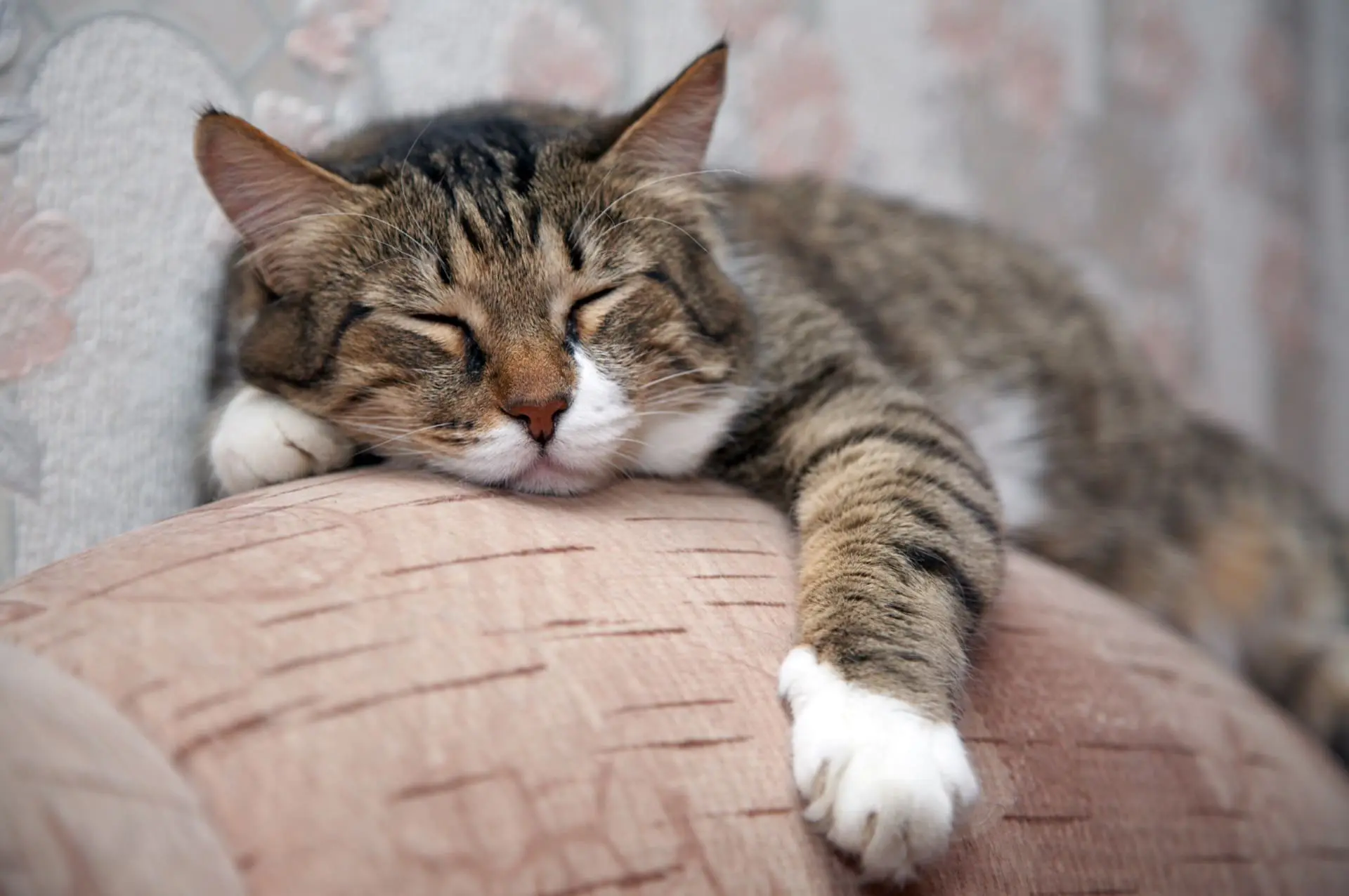 Sleeping cat that's sick