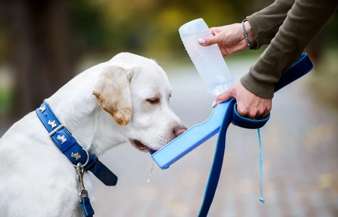 Dog drinking from portable water dish