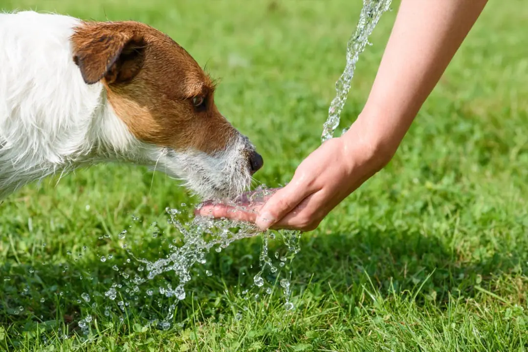 Dog drinking from owner's hand