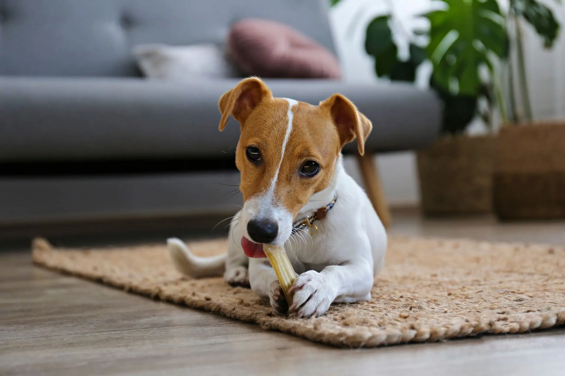 Dog doing dog dental cleaning with dog dental chew