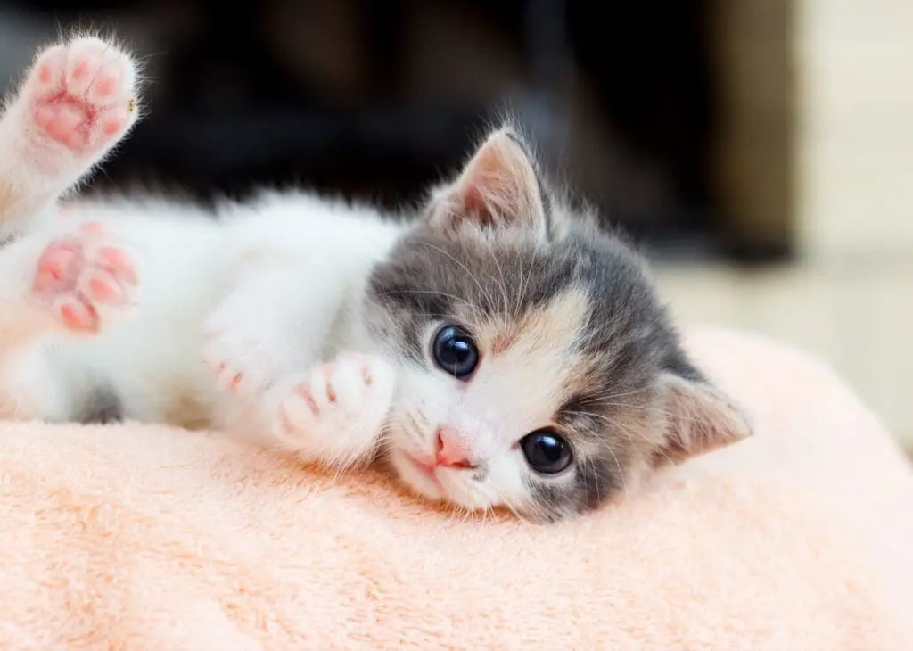 Neutered kitten