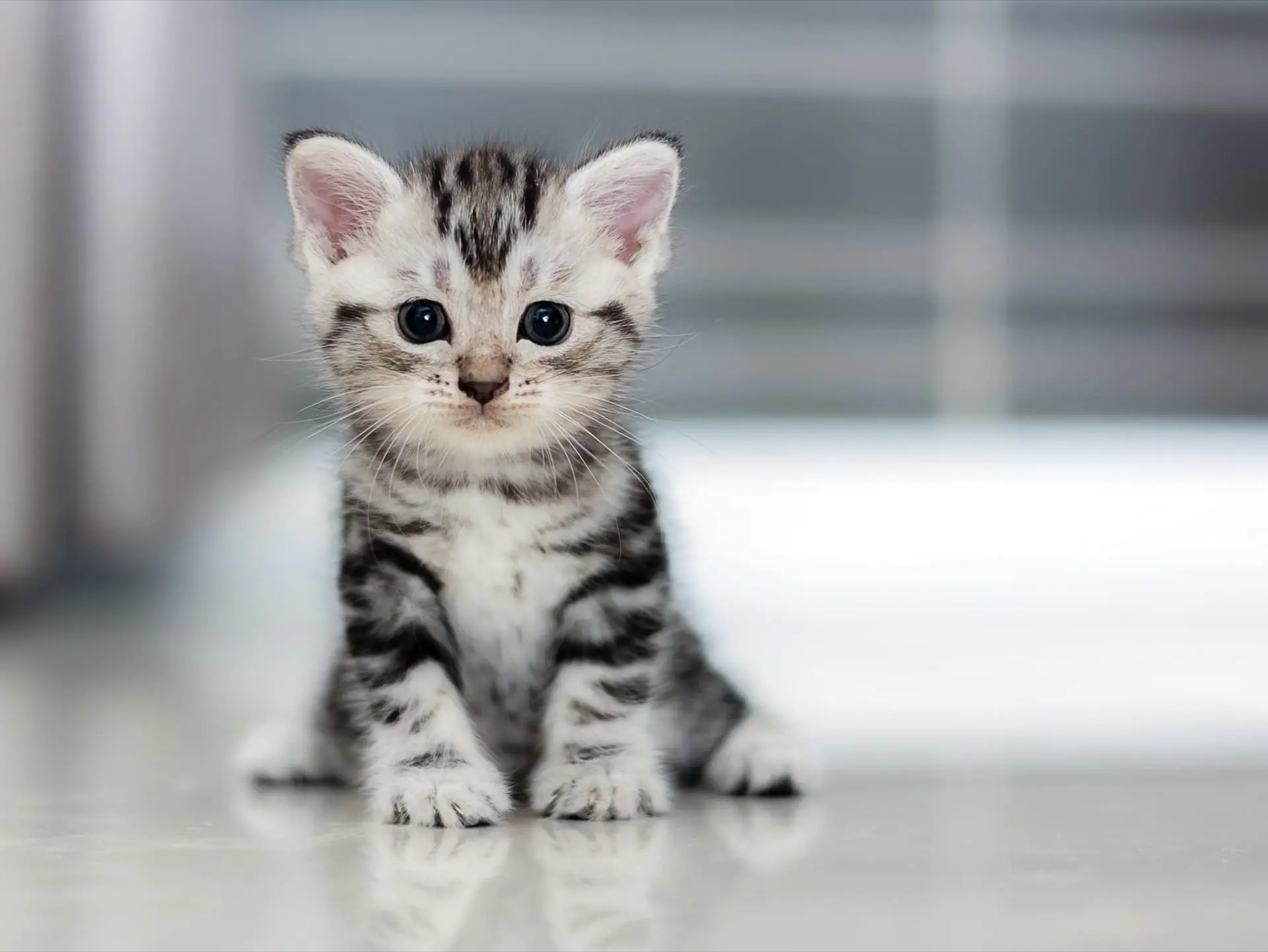 Kitten that's 6 months old about to get neutered