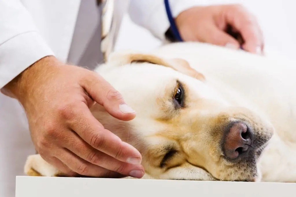 Sick dog at Kelowna vet