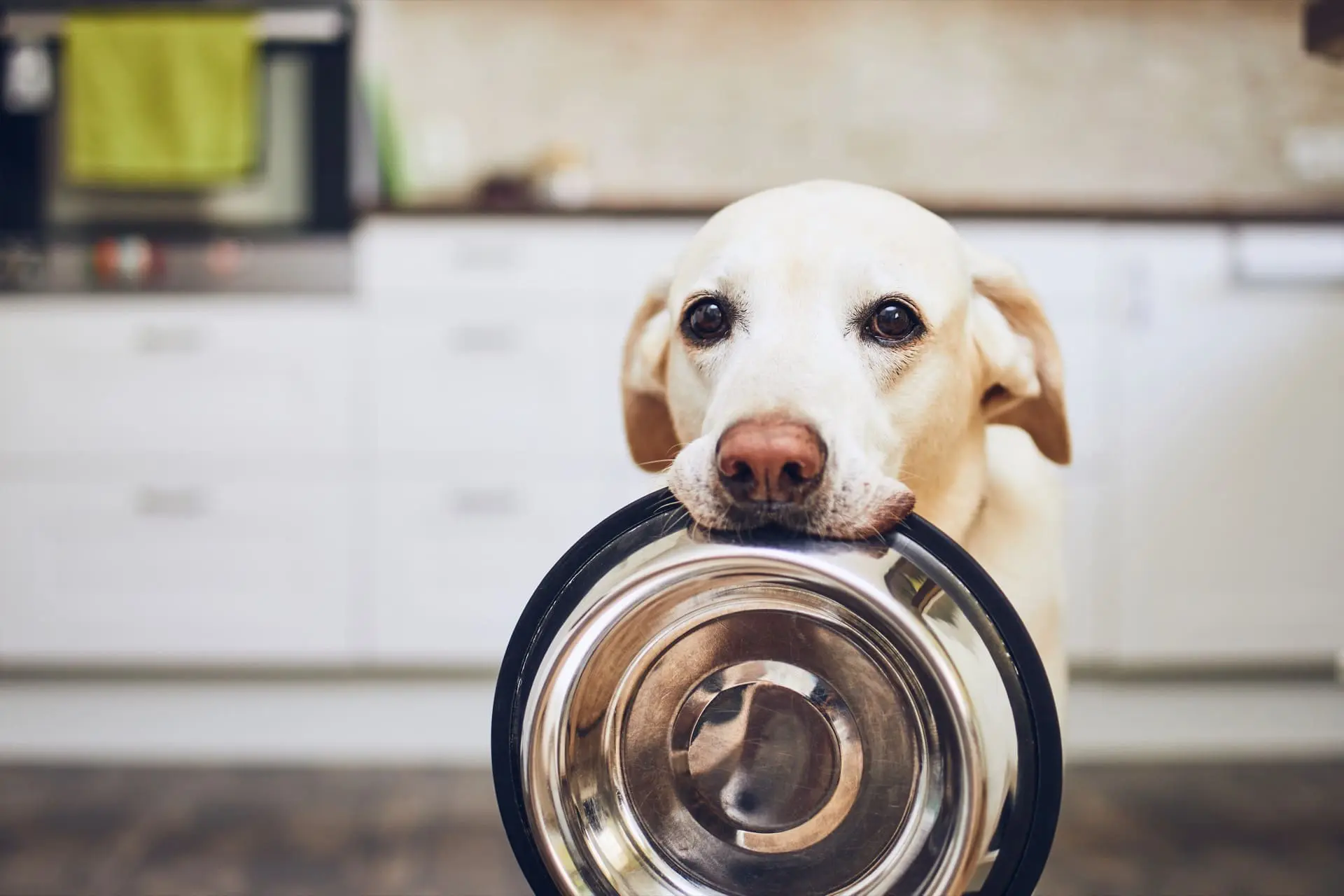 Dog waiting to be fed safe food