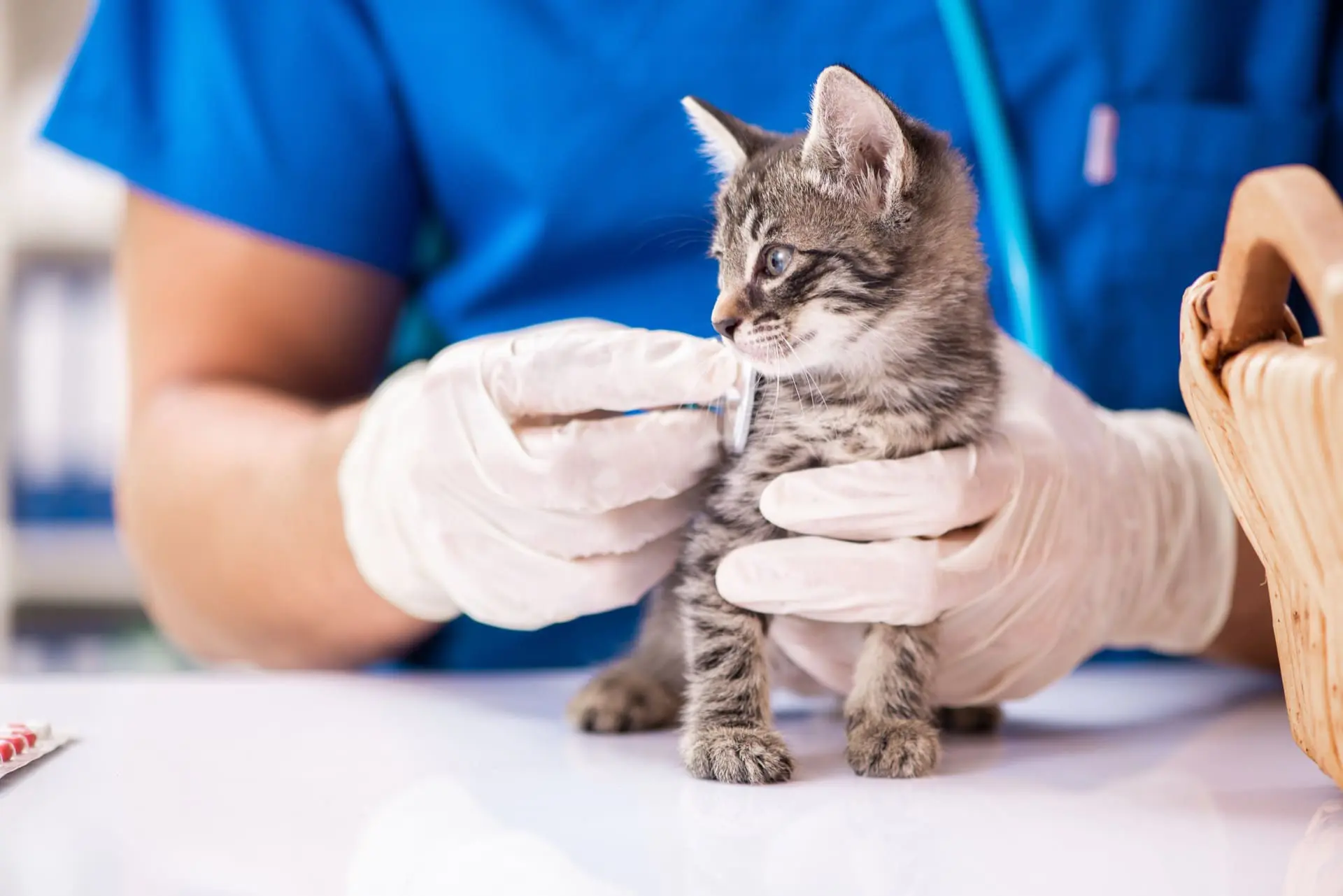 Kitten getting cat care at Kelowna vet