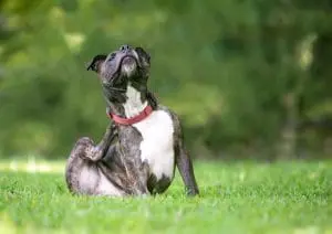 Dog scratching after using pet flea prevention