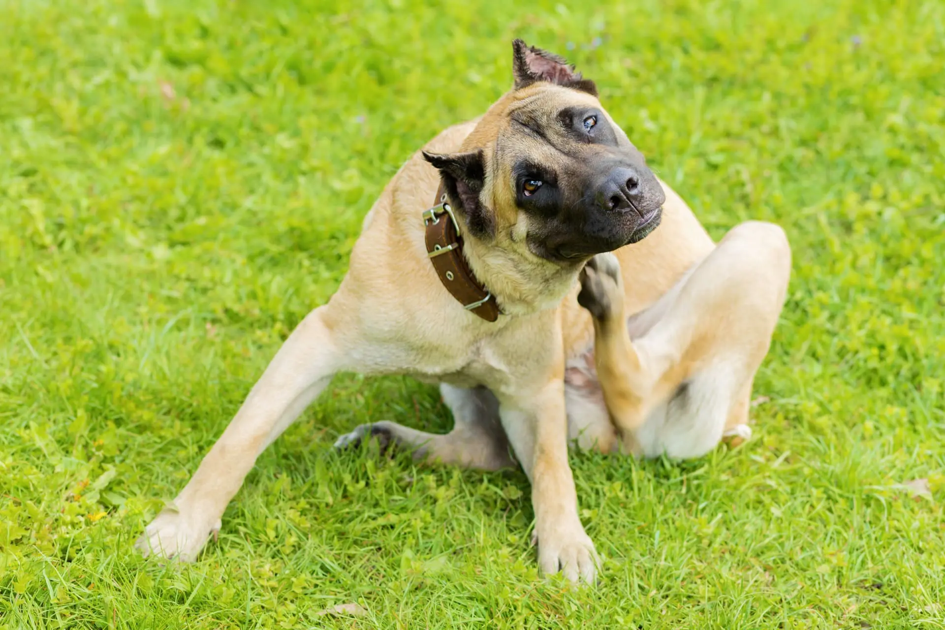 Dog getting about to get treated for pet flea prevention