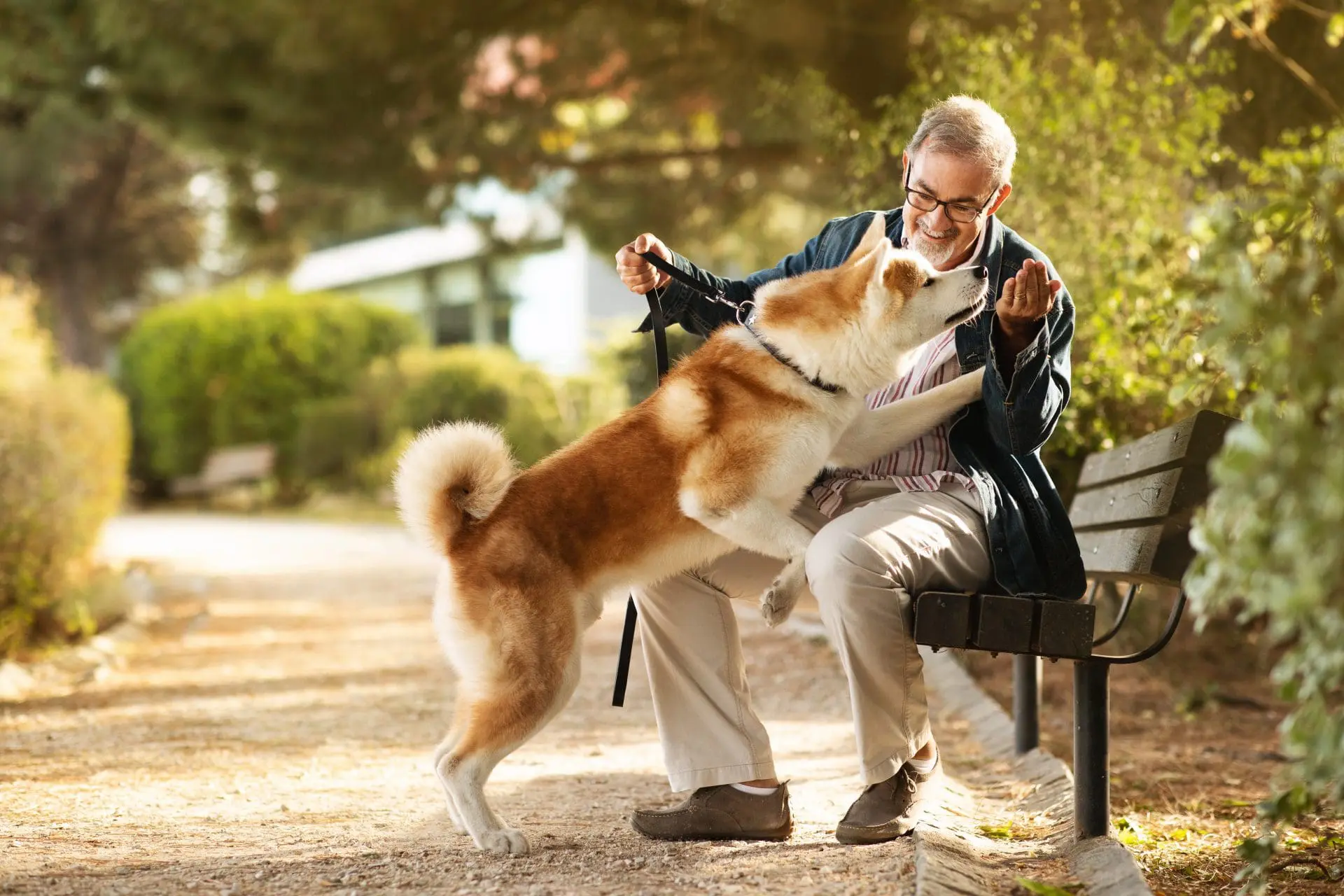 owner playing with dog