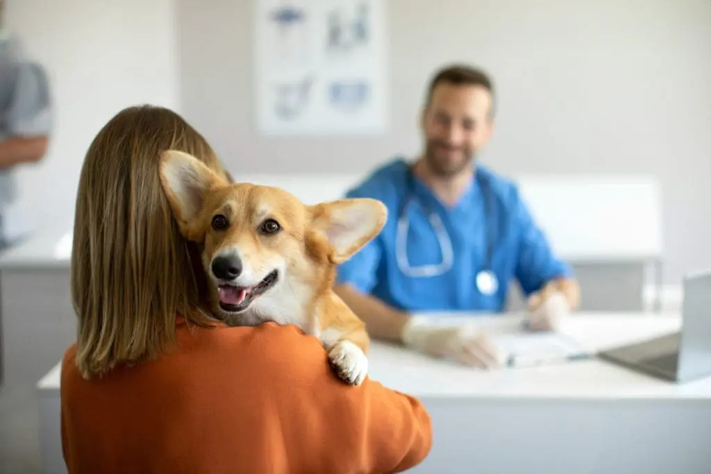 Vet care for dogs