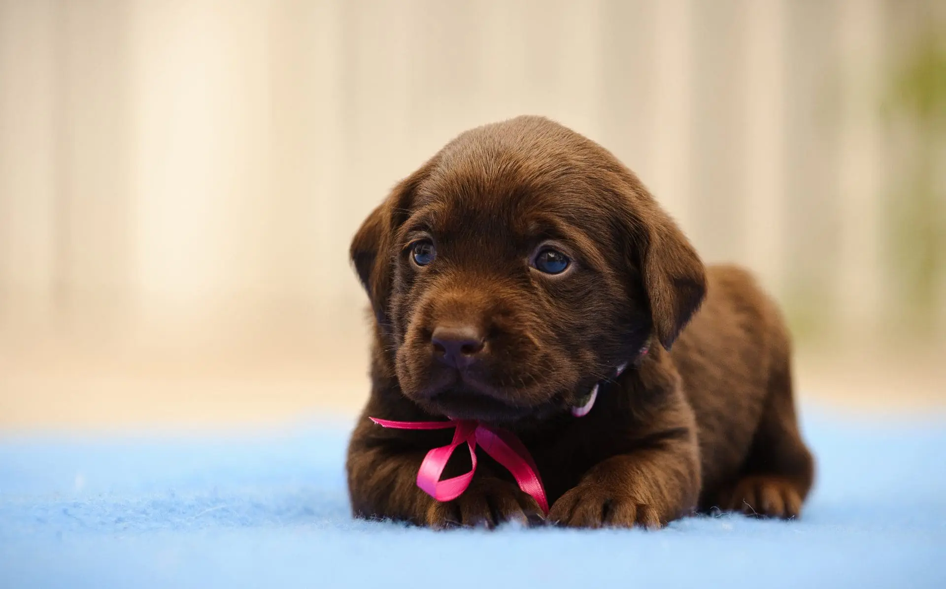 best vet in kelowna