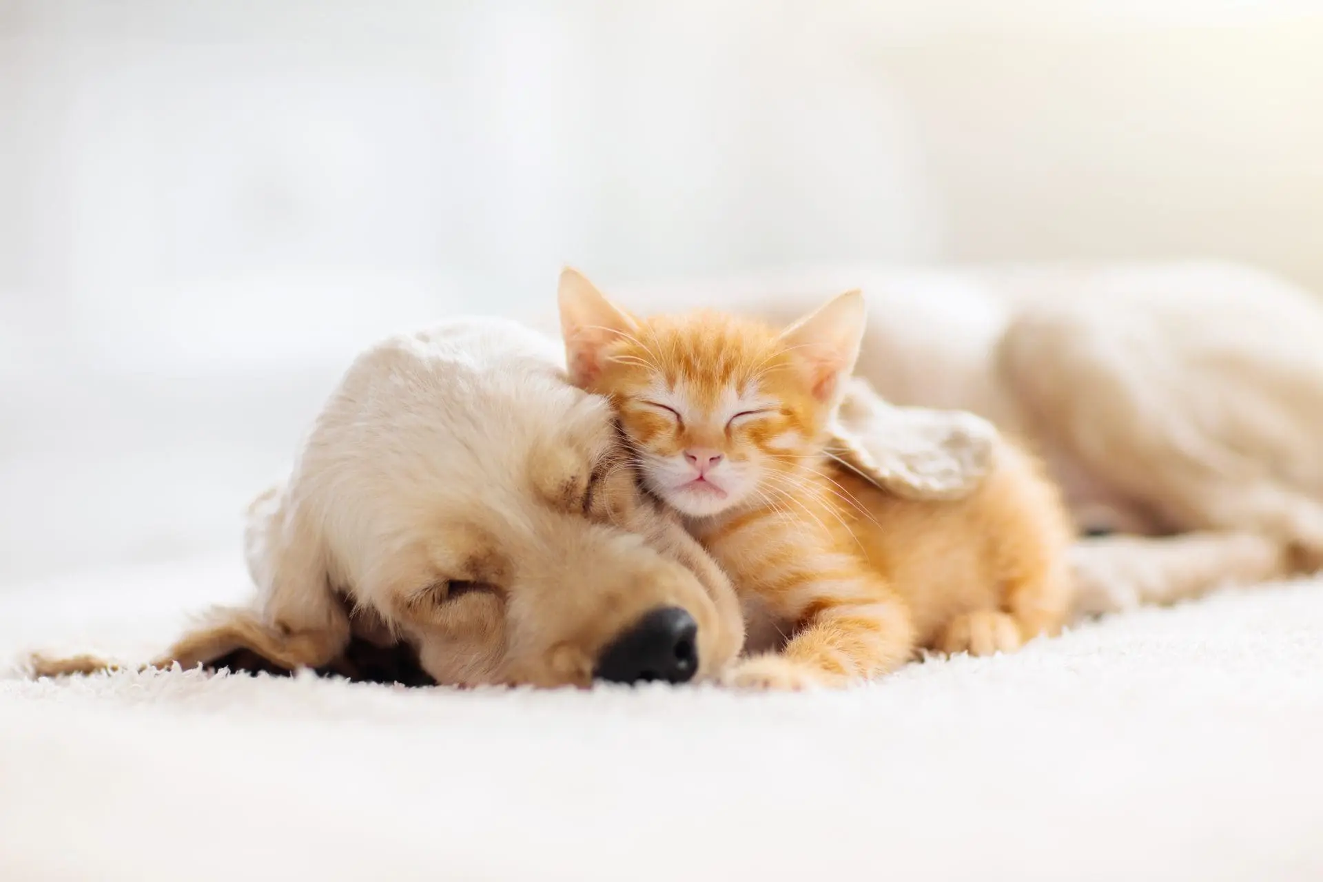 vet in kelowna