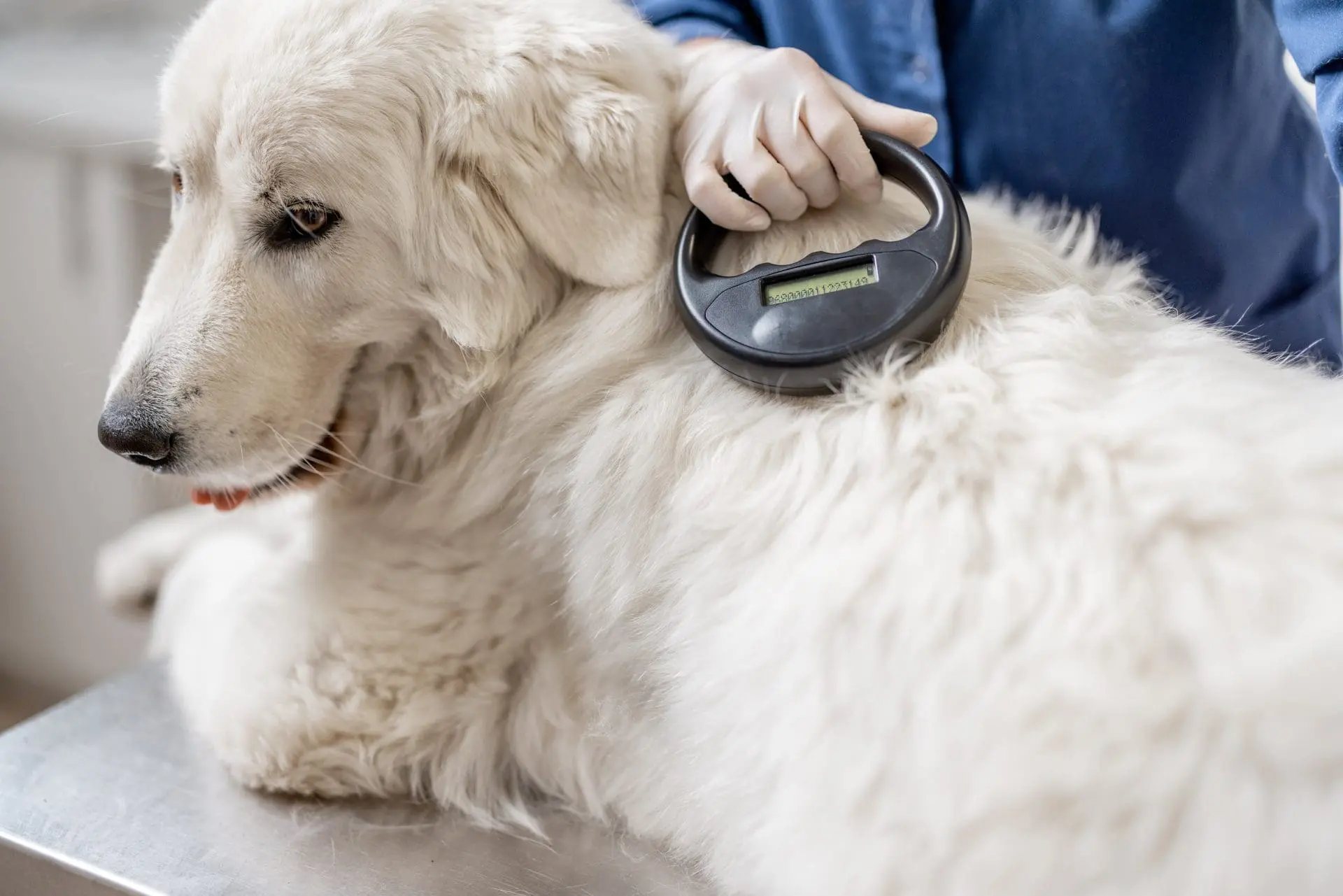 Bc pet registry