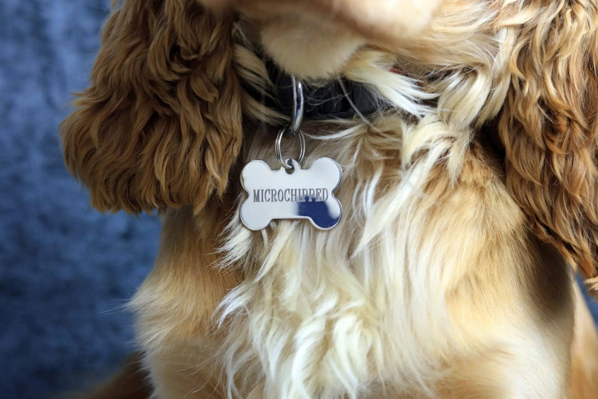 Microchip dog cost