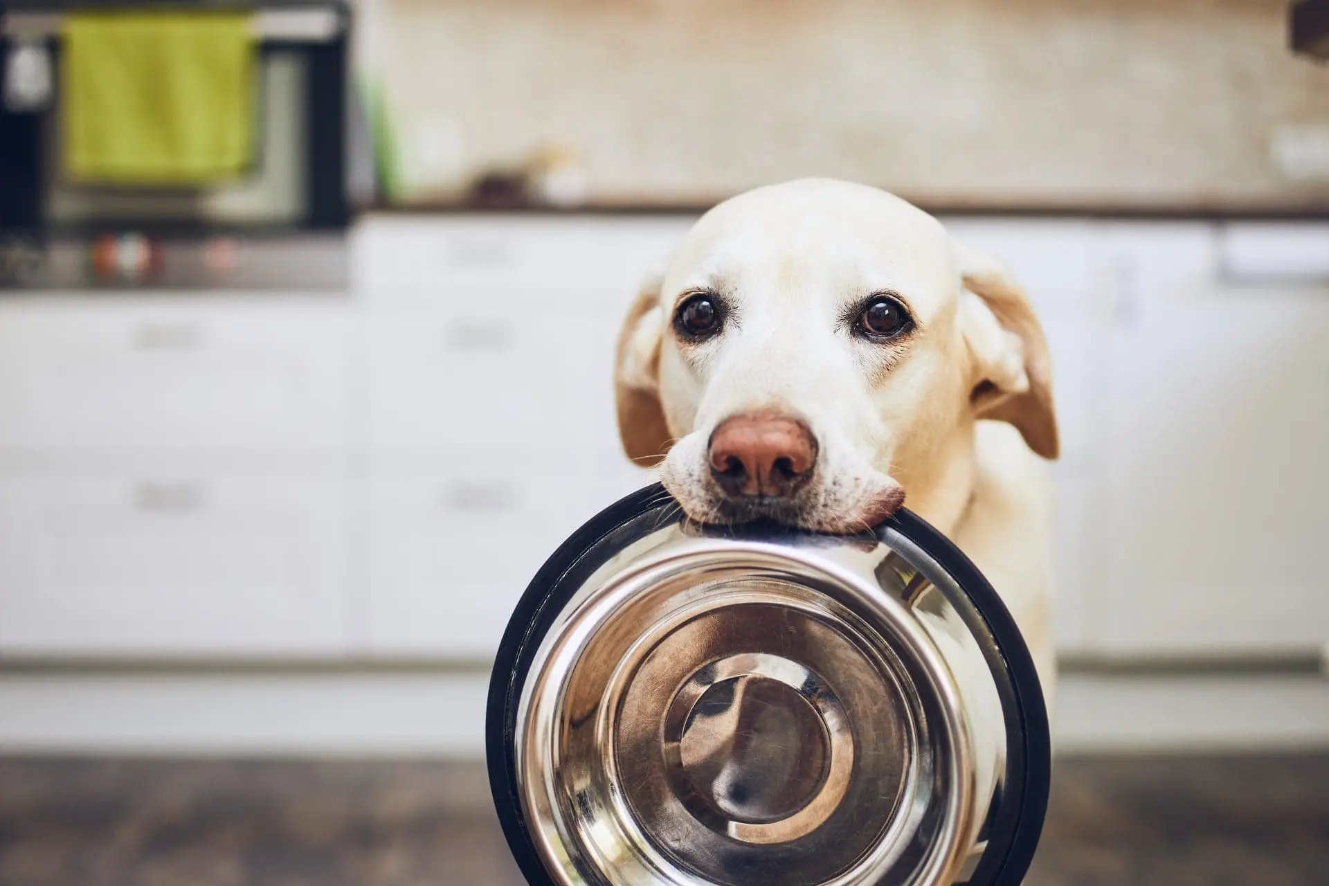 Best Dog Food Canada