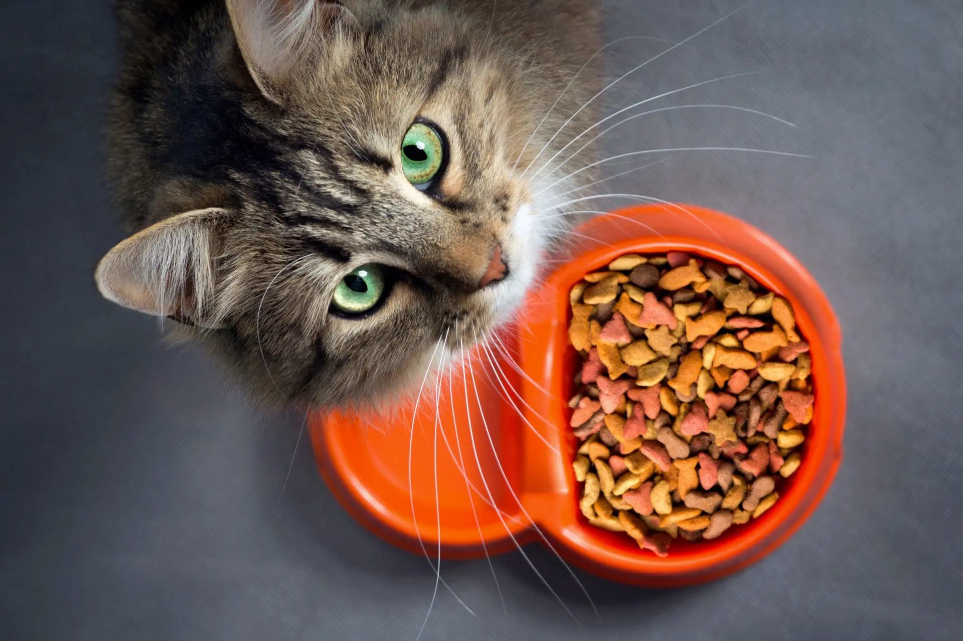 Cat Food Diet Canada