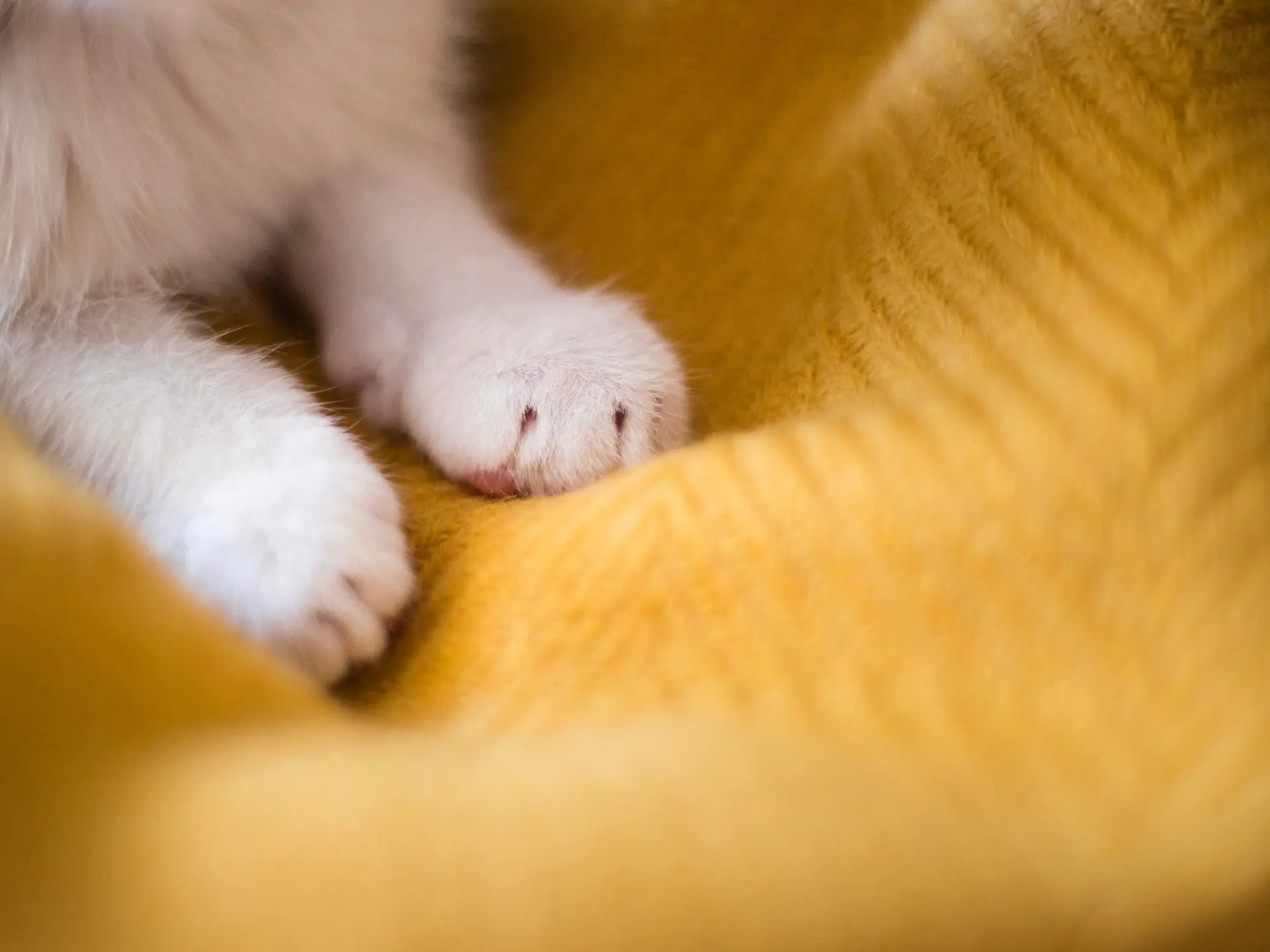 Why do cats knead