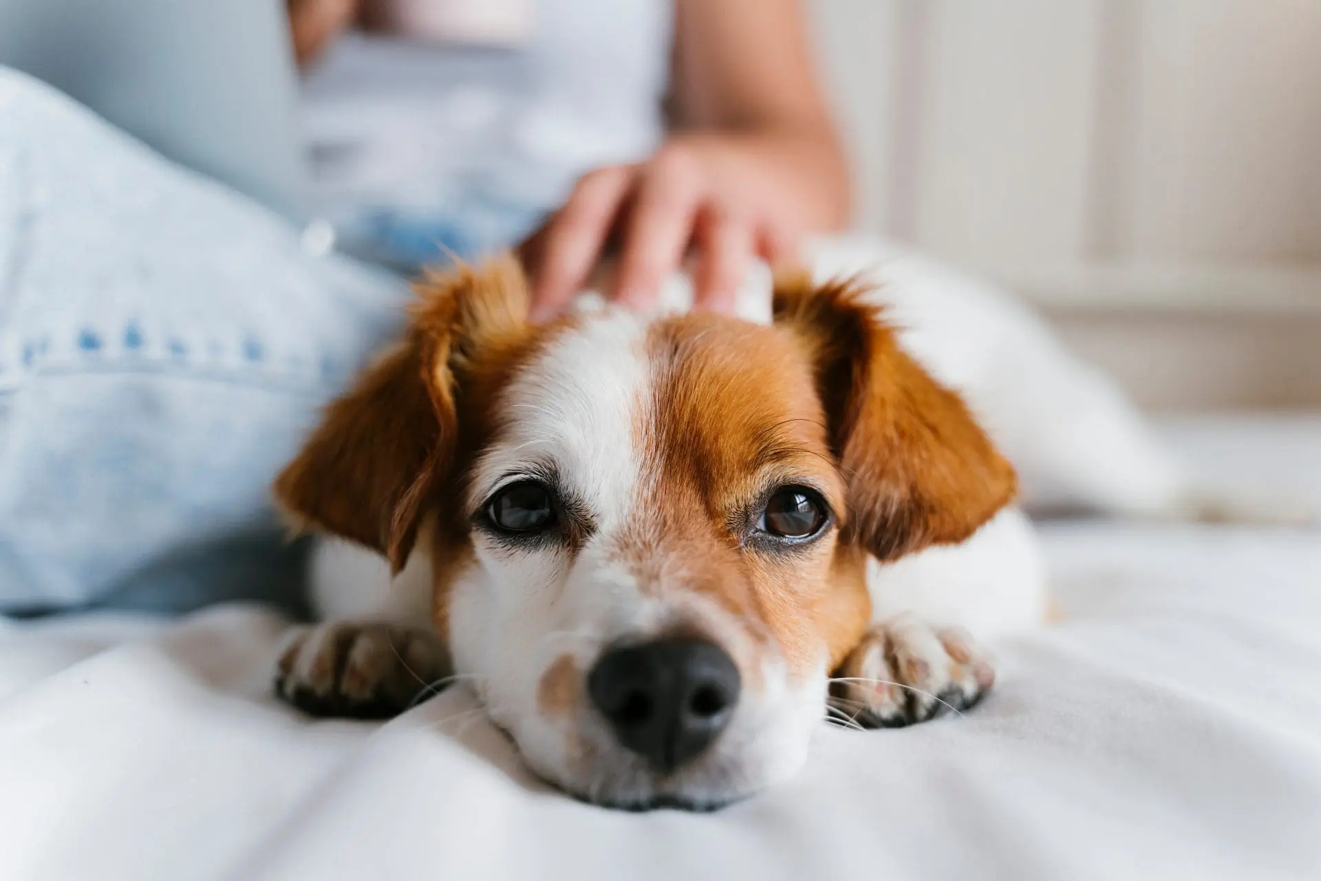 Veterinary hospital Kelowna
