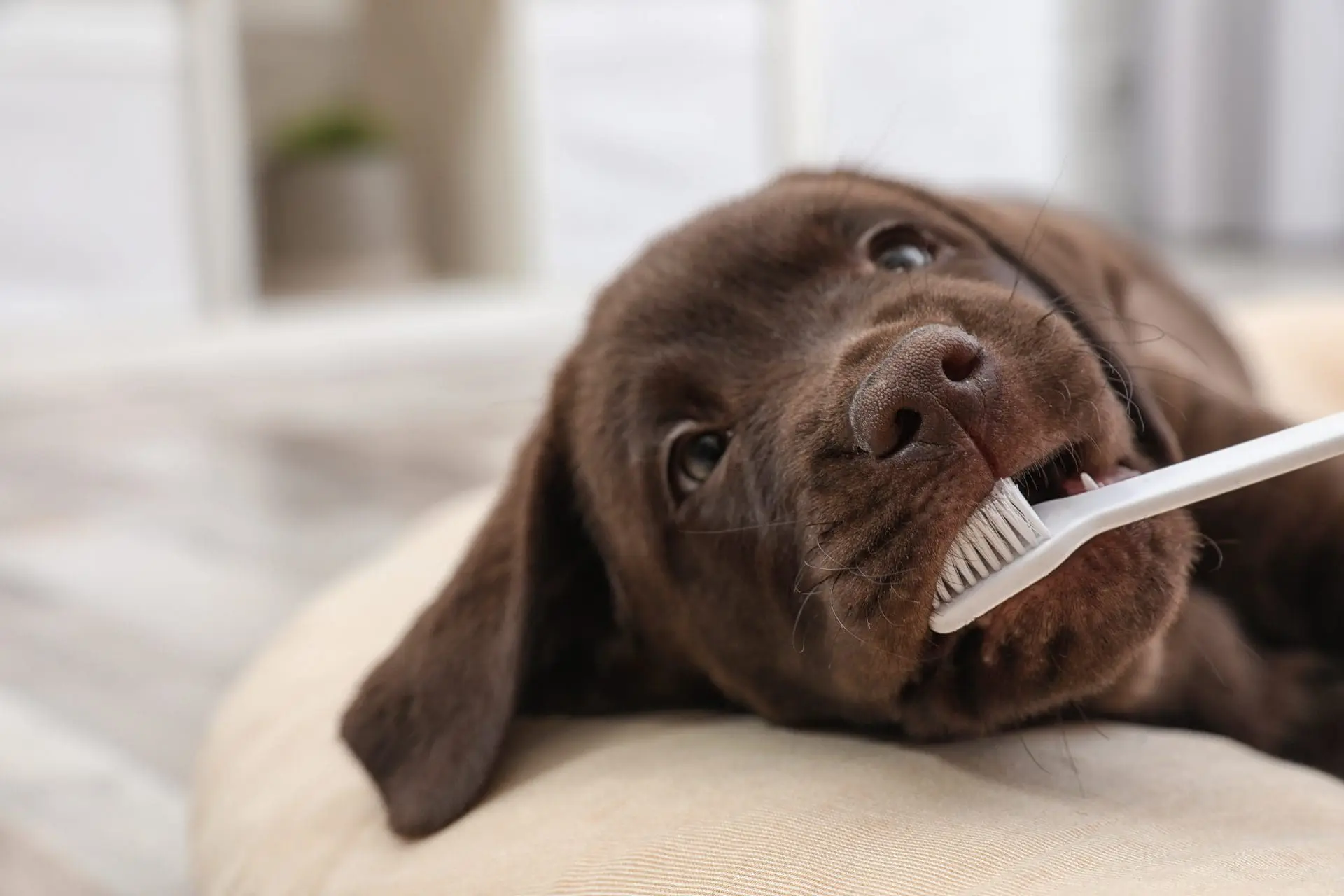 Pet teeth cleaning