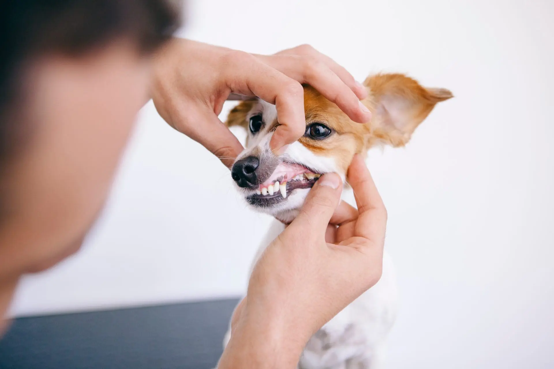 Dog teeth cleaning Kelowna