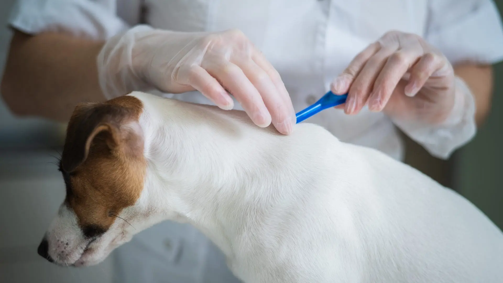 Spall and Harvey animal hospital