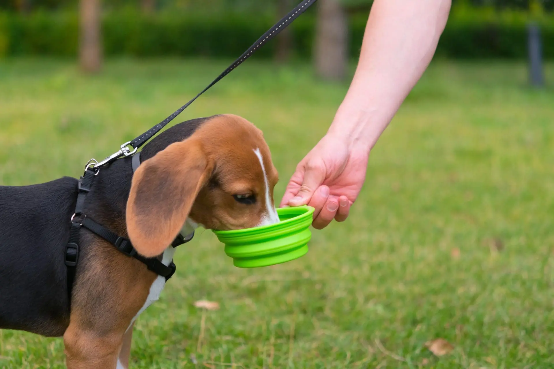 Dog Drinking Water