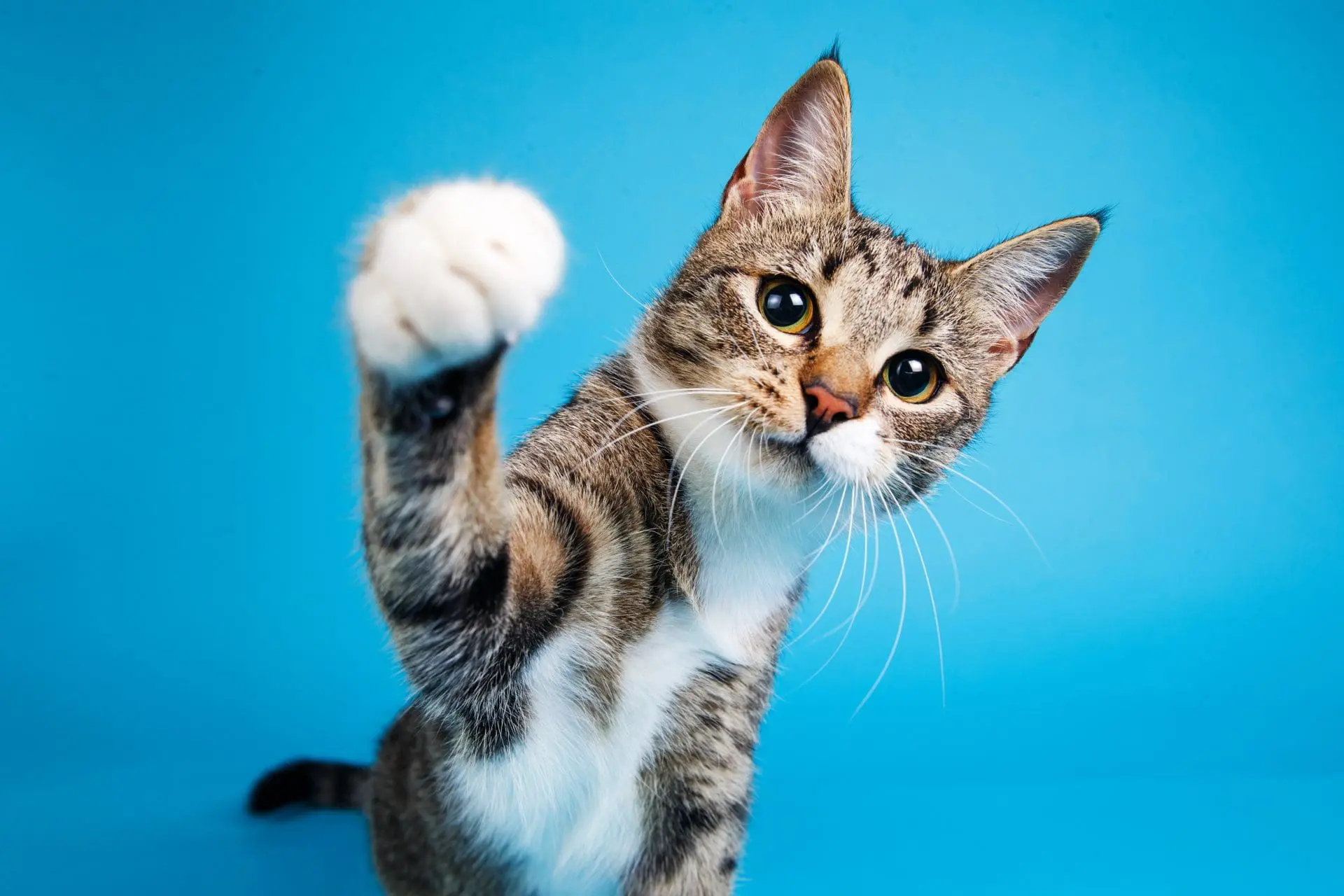 Cat pawing at camera