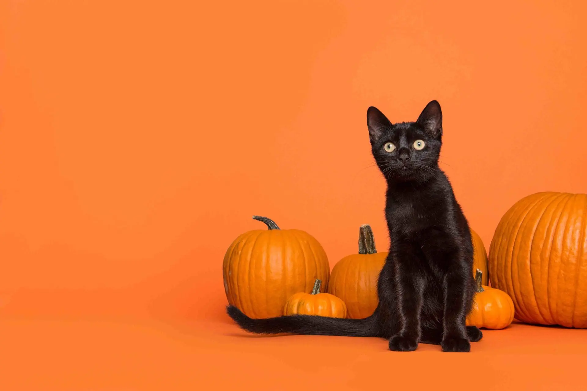 Cat in front of pumpkins