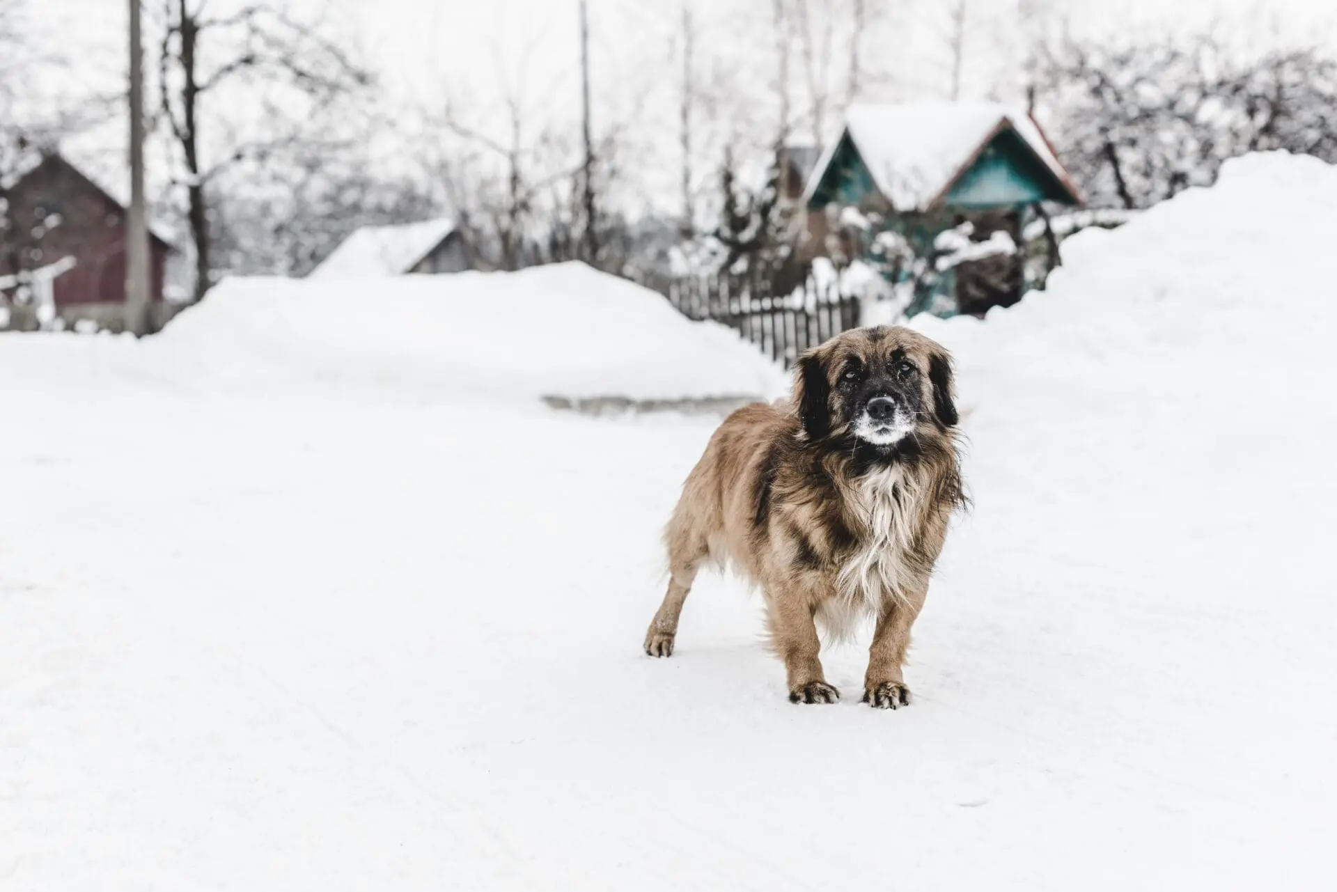 dog playing in snow outdoors