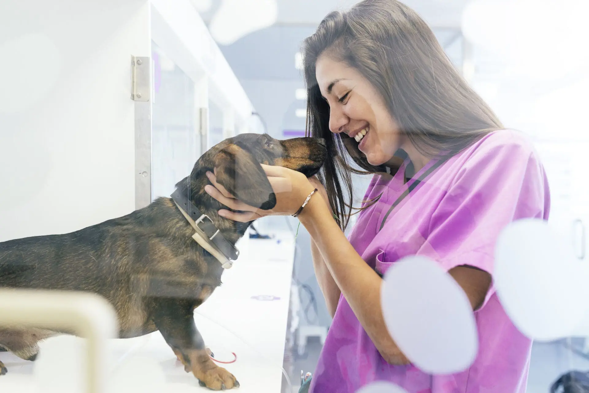 Dog getting pet wellness exam