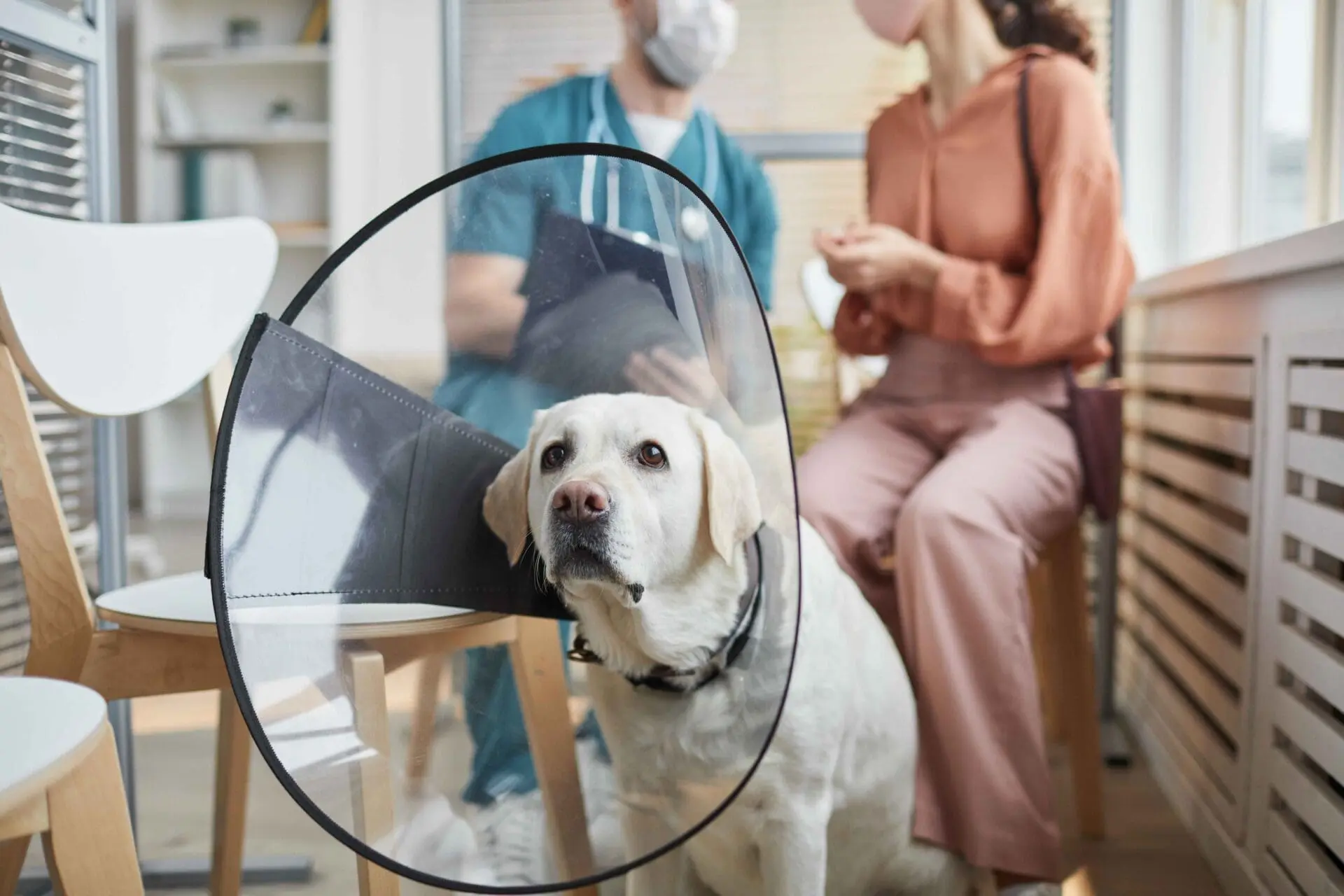Dog at vet for spay and neuter surgery